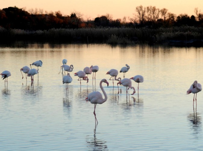 Schoene Aussichten Touristik-L'Estelle en Camarque (c) Private Selection Hotels  - 1448027103